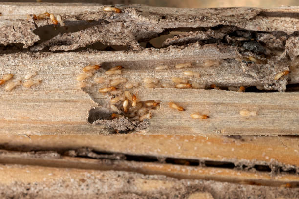 Best Termite Control Services  in Alamogordo, NM
